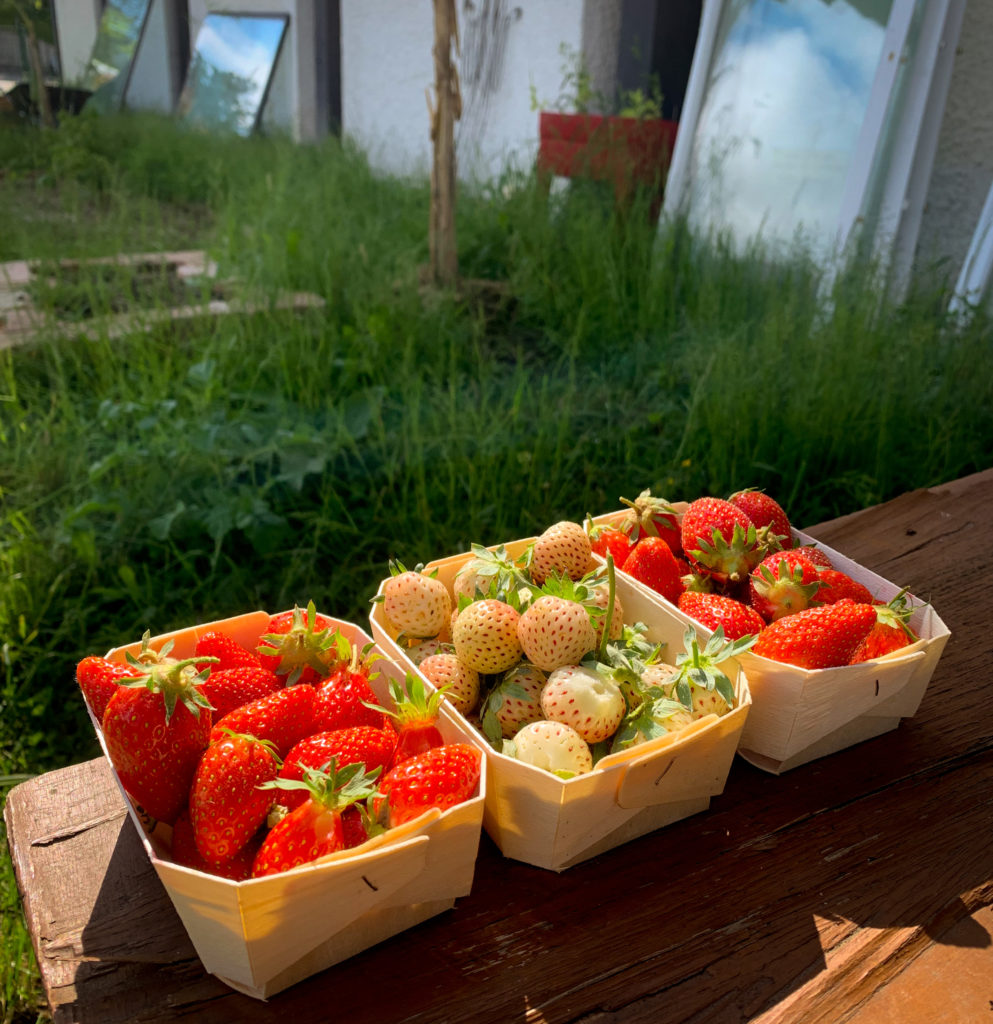 Des fraises blanches et rouges prennent le soleil