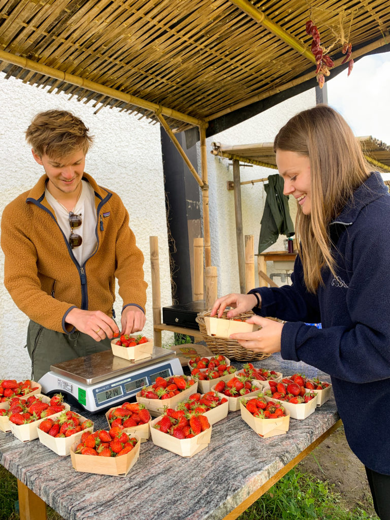 Deux bénévoles s'occupent de mettre en barquettes les fraises