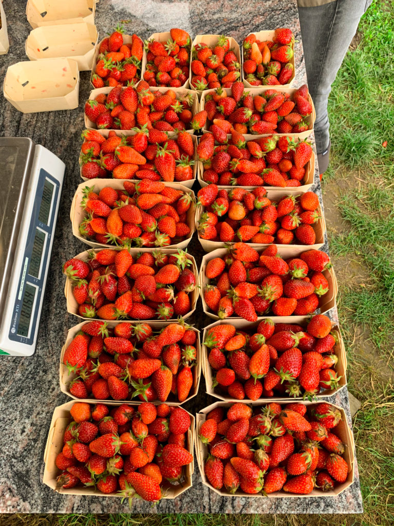 16 barquettes pleines de fraises