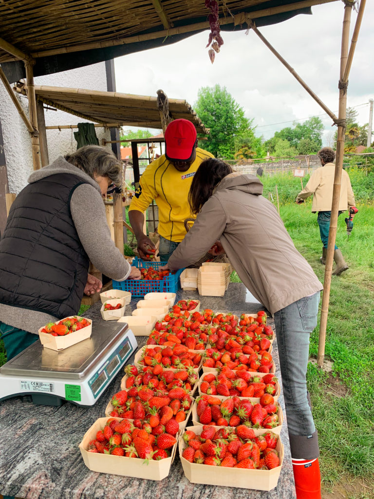 Le retour des fraises est géré par 3 bénévoles