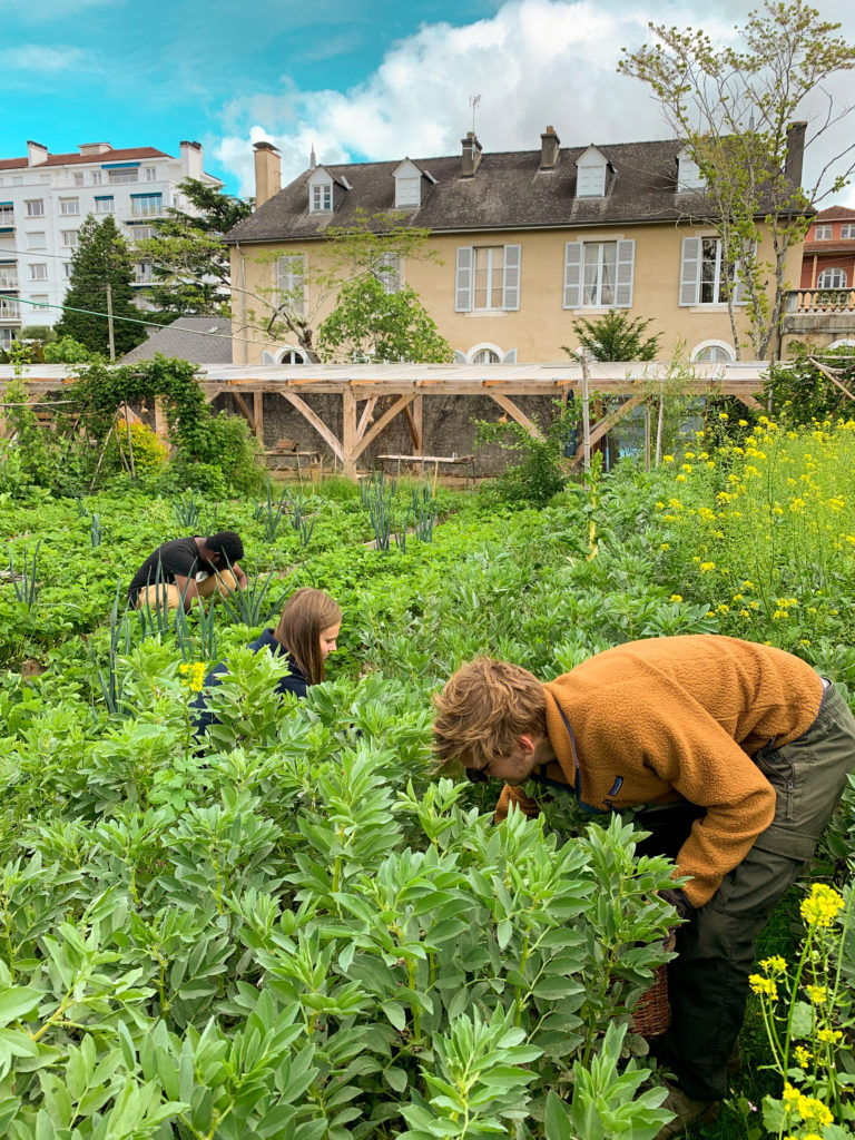 Les bénévoles ramassent des fèves au jardin