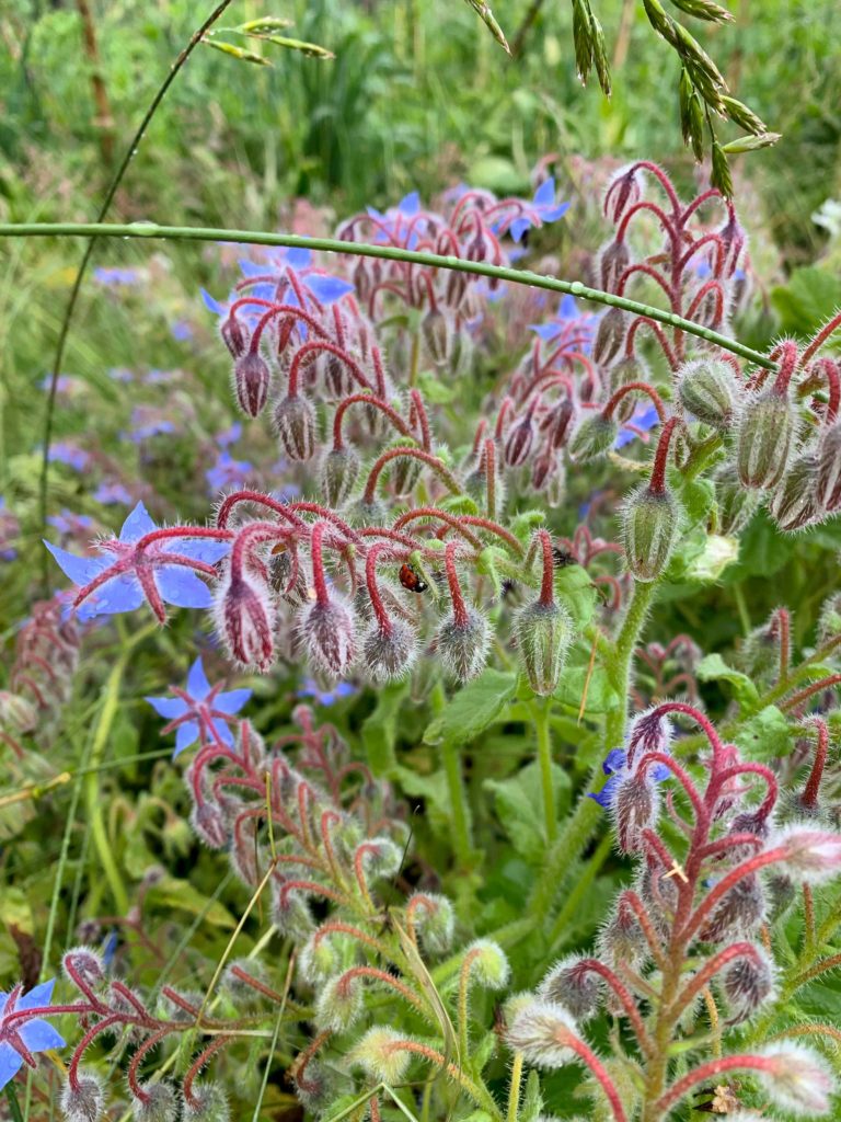 La bourrache est en fleurs