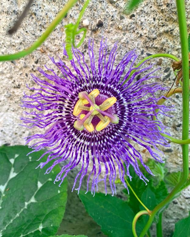 Magnifique fleur de passiflore incarnata. Le fruit est, paraît-il, comestible.
