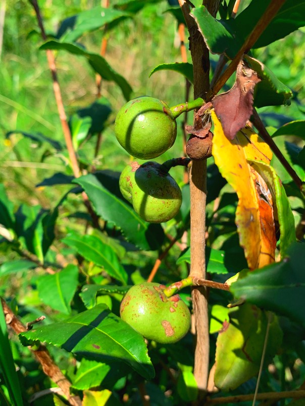 Fruits du théier