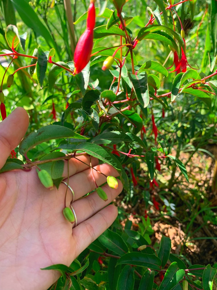 Fuschia comestible (var. Regal). C'est effectivement un régal !