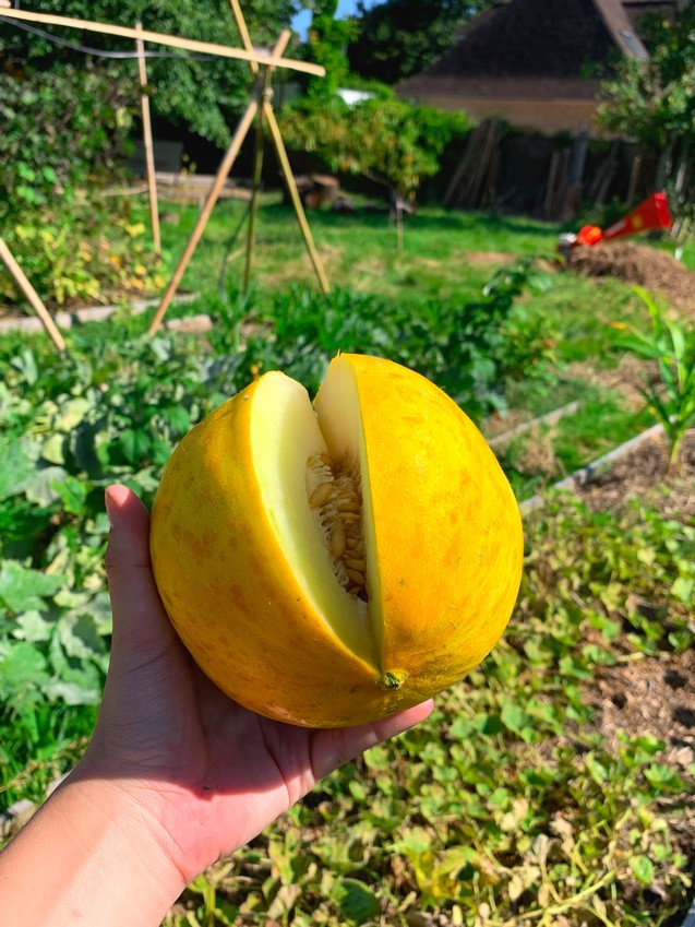 Melon d'Ukraine jaune