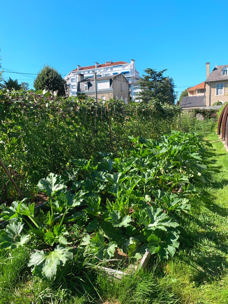 Les courge et les haricots se plaisent dans le jardin en permaculture