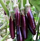 Aubergines