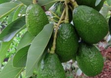 Feijoa