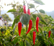 Piment Cayenne