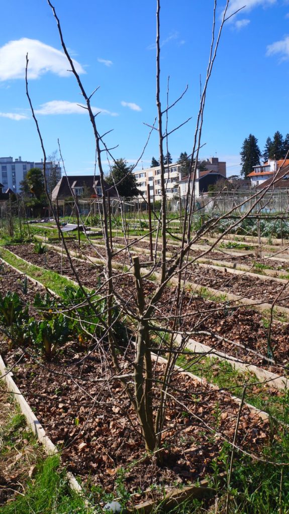 L'arbre sur lequel nous allons greffer : un pommier Golden