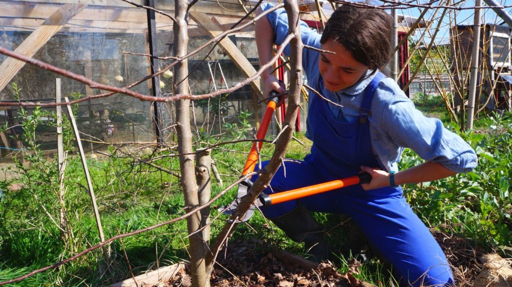 Première étape du cours de greffes : Eline coupe les branche du pommier
