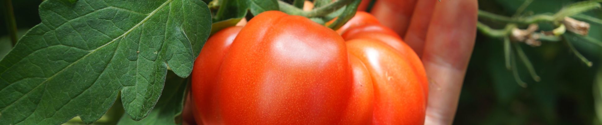 Histoire de tomate