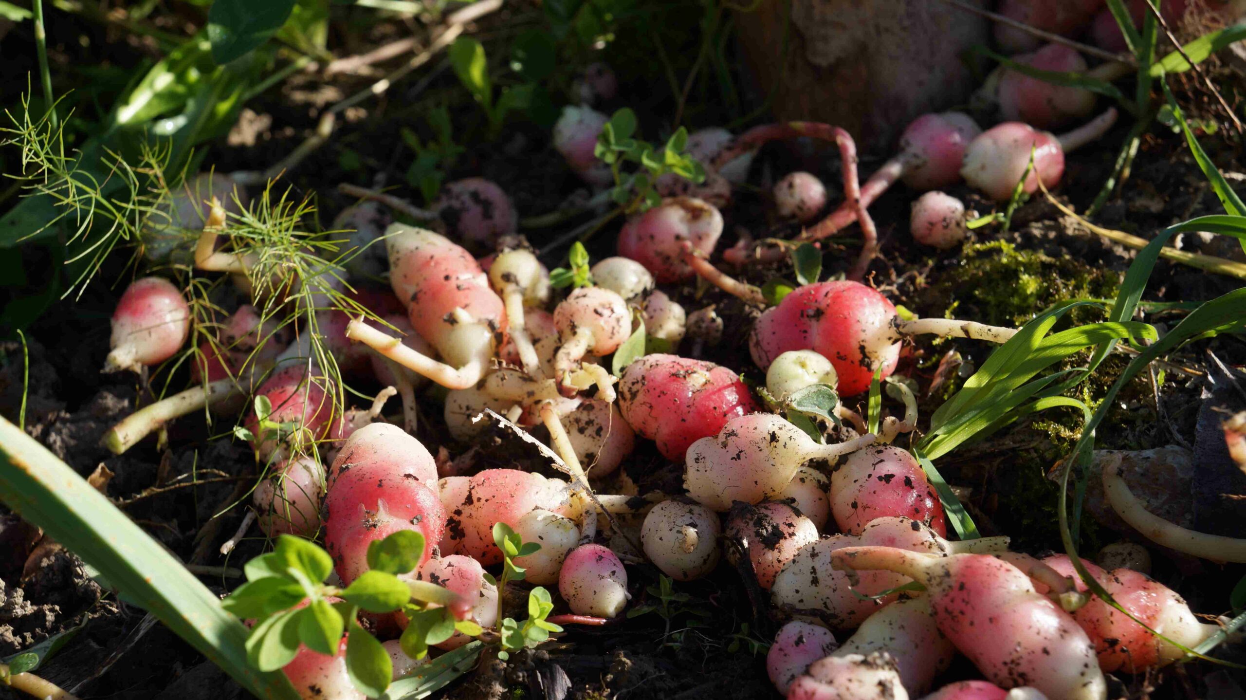Oca du Pérou