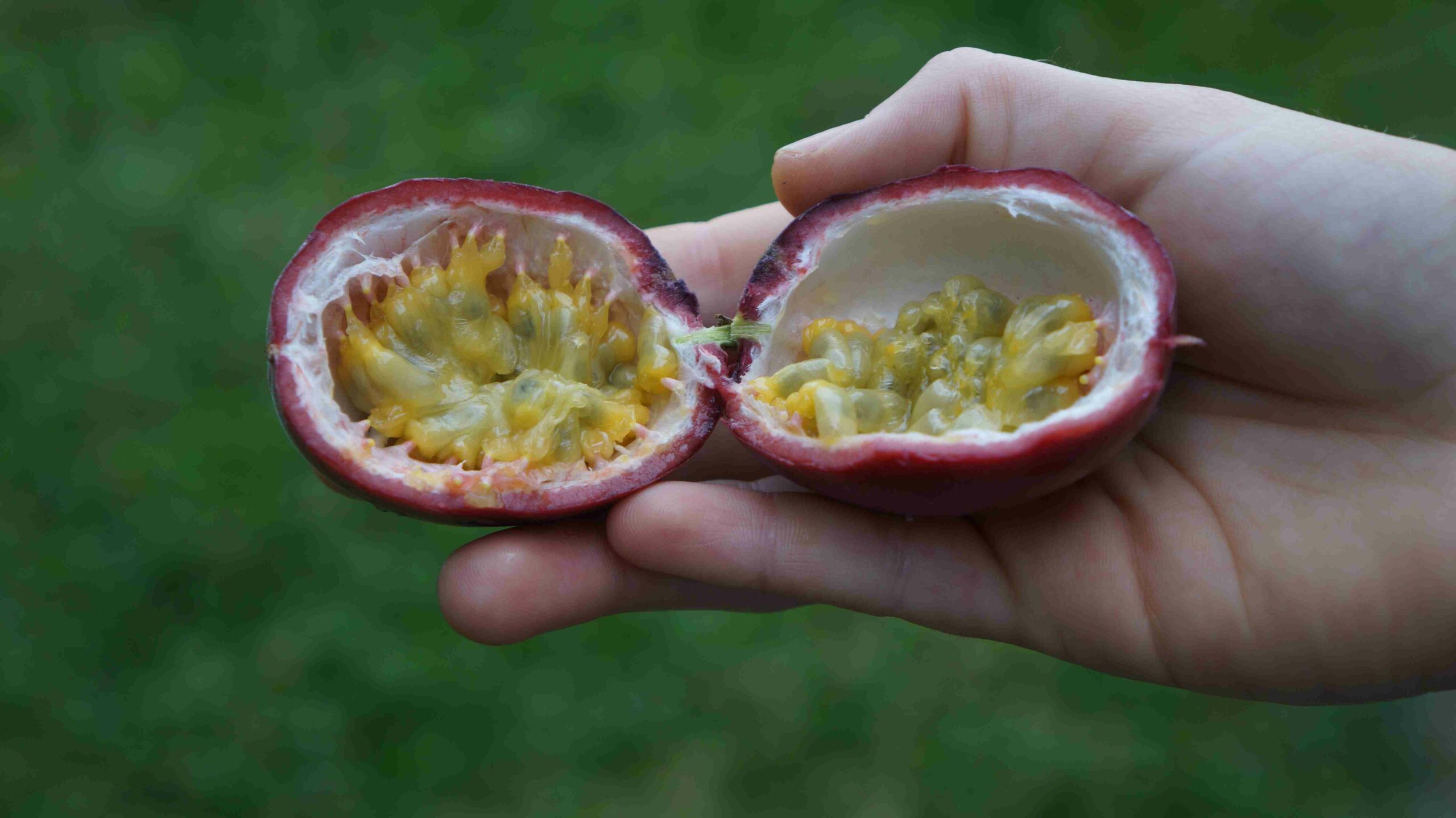 Fruit de la passion