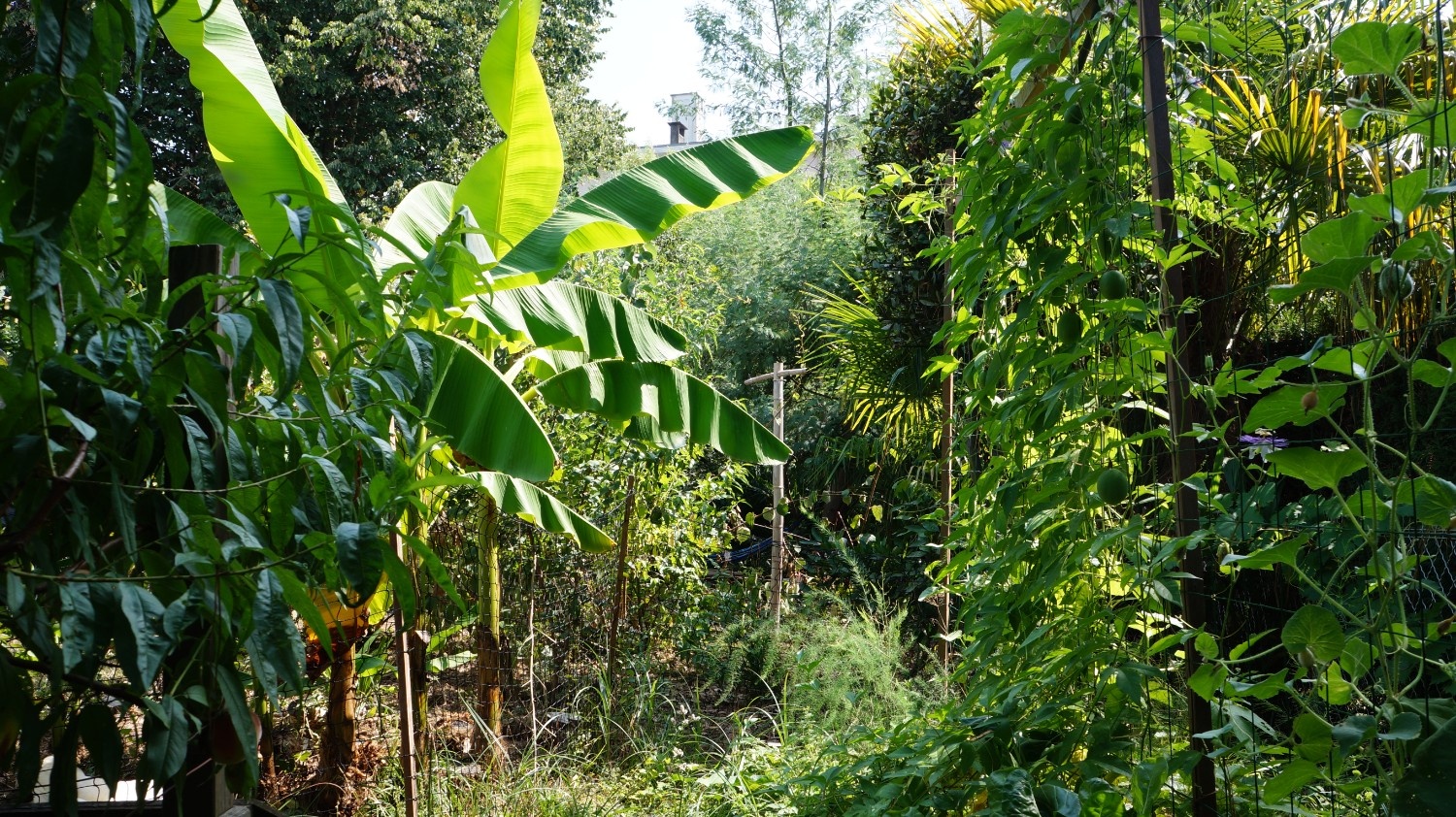 Jardin-forêt au coeur de Pau