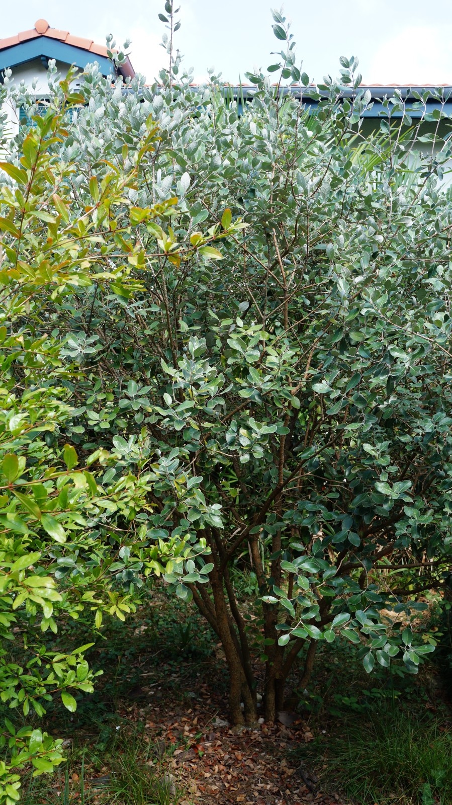 Feijoa planté en 2023.